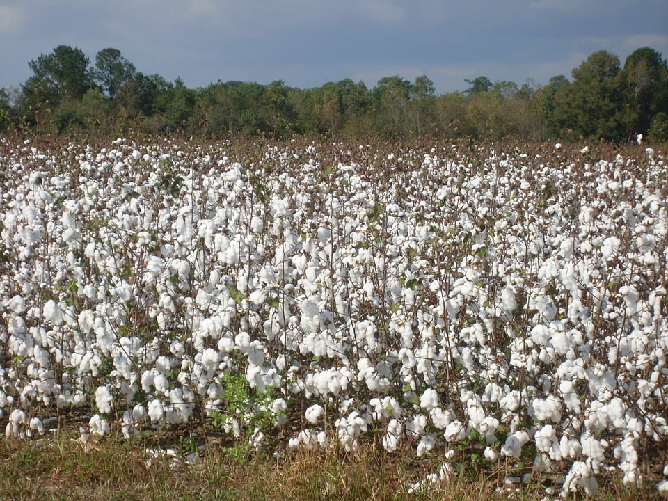 raichur cotton