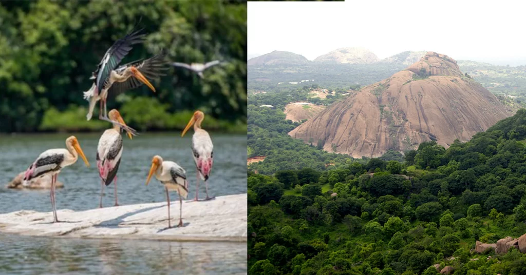 bird sanctuaries in karnataka