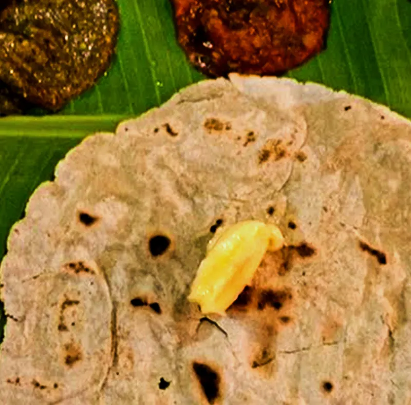 North Karnataka Foods