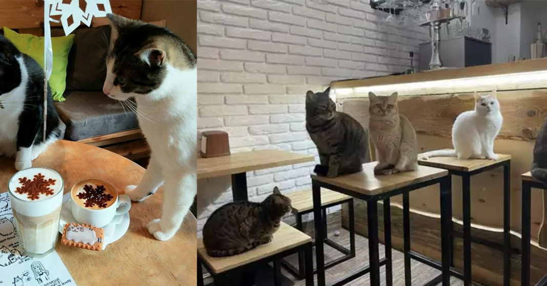 5-cat-cafes-in-bangalore-for-pawsome-experience-superrlife